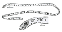 To FishBase images (<i>Heteroconger tricia</i>, Indonesia, by Castle, P.H.J. & J.E. Randall)