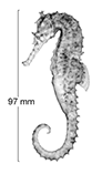 To FishBase images (<i>Hippocampus angustus</i>, Australia, by Kuiter, R.H.)
