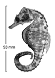 To FishBase images (<i>Hippocampus biocellatus</i>, Australia, by Kuiter, R.H.)