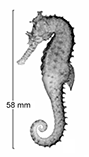 Image of Hippocampus angustus (Western spiny seahorse)