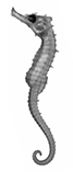 To FishBase images (<i>Hippocampus jugumus</i>, Australia, by Kuiter, R.H.)