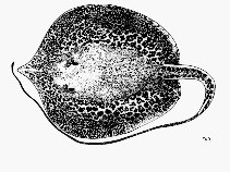 Image of Himantura krempfi (Marbled freshwater whip ray)