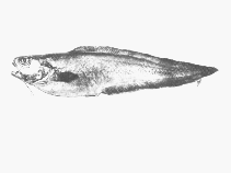 To FishBase images (<i>Hoplobrotula gnathopus</i>, South Africa, by SFSA)
