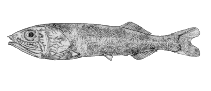 To FishBase images (<i>Holtbyrnia innesi</i>, Canada, by Canadian Museum of Nature, Ottawa, Canada)