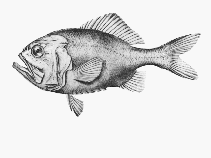 To FishBase images (<i>Hoplostethus latus</i>, by CSIRO)