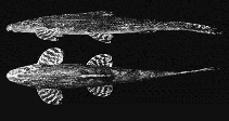 Image of Balitoropsis ophiolepis 