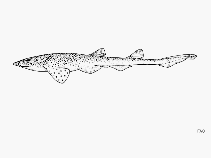 To FishBase images (<i>Holohalaelurus punctatus</i>, by FAO)