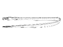 To FishBase images (<i>Hoplunnis tenuis</i>, Brazil, by Figueiredo, J.L./Menezes, N.A.)