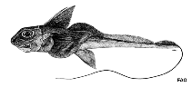 To FishBase images (<i>Hydrolagus deani</i>, by FAO)