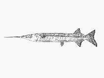 To FishBase images (<i>Hyporhamphus improvisus</i>, by SFSA)