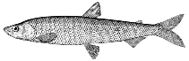To FishBase images (<i>Hypomesus japonicus</i>, by Vasilets, P.)