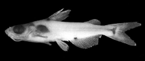 To FishBase images (<i>Hyalobagrus leiacanthus</i>, by Ng, H.H.)