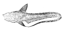 To FishBase images (<i>Hymenocephalus lethonemus</i>, by Yang, N.-S.)