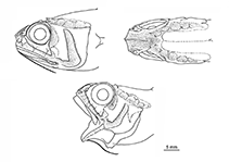 To FishBase images (<i>Hymenocephalus longibarbis</i>, by Schwarzhans, W.)