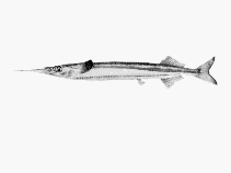 To FishBase images (<i>Hyporhamphus melanochir</i>, by CSIRO)