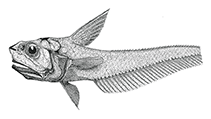 To FishBase images (<i>Hymenocephalus nesaeae</i>, by Merrett & Iwamoto)