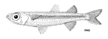 To FishBase images (<i>Hypoatherina ovalaua</i>, by FAO)
