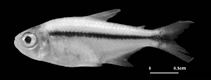 To FishBase images (<i>Hyphessobrycon paucilepis</i>, Venezuela, by Garcia-Alzate, C.A. / Romàn-Valencia, C.)