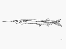 To FishBase images (<i>Hyporhamphus picarti</i>, by FAO)