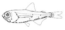Image of Hygophum taaningi (Tåning’s lanternfish)