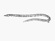Image of Ichthyapus acuticeps (Sharpnose sand-eel)