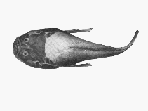 Image of Ichthyscopus barbatus (Fringed stargazer)