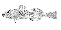 To FishBase images (<i>Icelinus borealis</i>, Alaska, by Bull. U.S. Bur. Fish.)