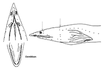 To FishBase images (<i>Ichthyapus insularis</i>, Ascension I., by McCosker, J.E.)