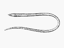 To FishBase images (<i>Ichthyapus ophioneus</i>, by AFSCUS)