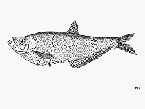 To FishBase images (<i>Ilisha pristigastroides</i>, by FAO)