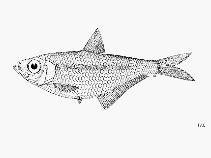 To FishBase images (<i>Ilisha striatula</i>, by FAO)