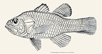 To FishBase images (<i>Amia albomarginata</i>, Philippines, by Radcliffe, L.)