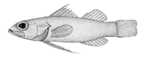 To FishBase images (<i>Jeboehlkia gladifer</i>, Honduras, by Simpson, R.)