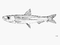 Image of Jenkinsia parvula (Short-striped round herring)