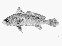 To FishBase images (<i>Johnius elongatus</i>, Sri Lanka, by FAO)