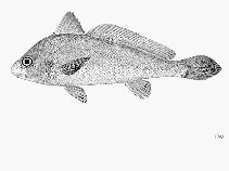 To FishBase images (<i>Johnius mannarensis</i>, Sri Lanka, by FAO)