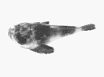 To FishBase images (<i>Kathetostoma laeve</i>, by CSIRO)
