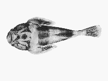To FishBase images (<i>Kathetostoma nigrofasciatum</i>, by CSIRO)