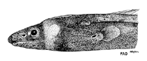To FishBase images (<i>Kaupichthys nuchalis</i>, by FAO)