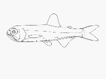 Image of Krefftichthys anderssoni (Rhombic lanternfish)
