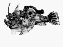 To FishBase images (<i>Kuiterichthys furcipilis</i>, Australia, by CSIRO)