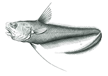 To FishBase images (<i>Kumba musorstom</i>, New Caledonia, by Merrett & Iwamoto)