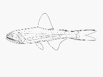 To FishBase images (<i>Lampanyctus alatus</i>, by SFSA)