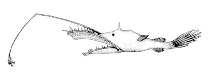 To FishBase images (<i>Lasiognathus beebei</i>, Canada, by Canadian Museum of Nature, Ottawa, Canada)