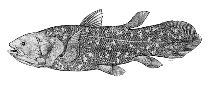 To FishBase images (<i>Latimeria chalumnae</i>, Comoros, by SFSA)