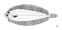 To FishBase images (<i>Laeops clarus</i>, by FAO)