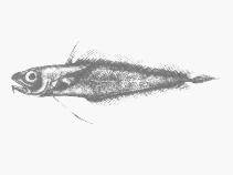 To FishBase images (<i>Laemonema compressicauda</i>, South Africa, by SFSA)