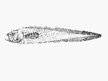 To FishBase images (<i>Lamprogrammus exutus</i>, by SFSA)