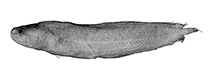To FishBase images (<i>Lapitaichthys frickei</i>, New Caledonia, by W. Schwarzhans & P. R. Møller)