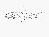 To FishBase images (<i>Lampanyctodes hectoris</i>, by SFSA)